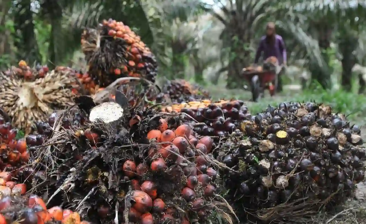 Cara Melamar Pekerjaan di PT Anam Koto