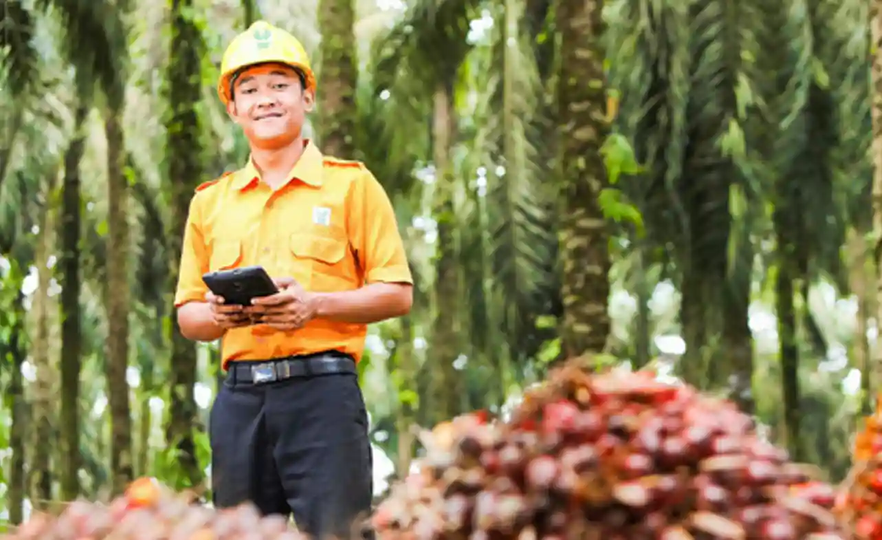 Cara Melamar Pekerjaan di PT Asian Agri